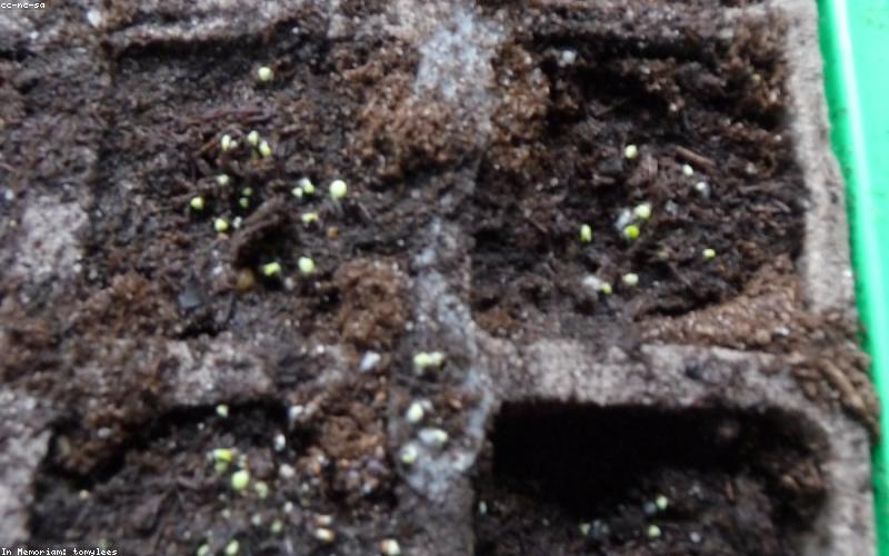 Microgreens growing at home